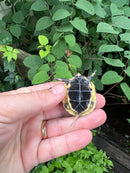 Chinese Box Turtle Babies (Cuora flavomarginata)