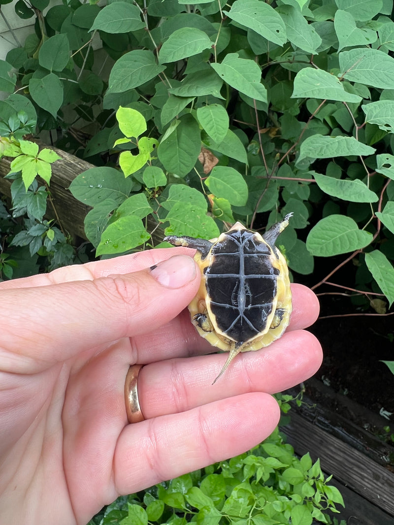Chinese Box Turtle Babies (Cuora flavomarginata)