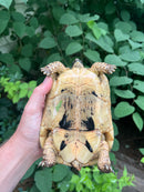 Libyan Greek Tortoise Adult Female