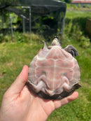 Fly River Turtle Baby