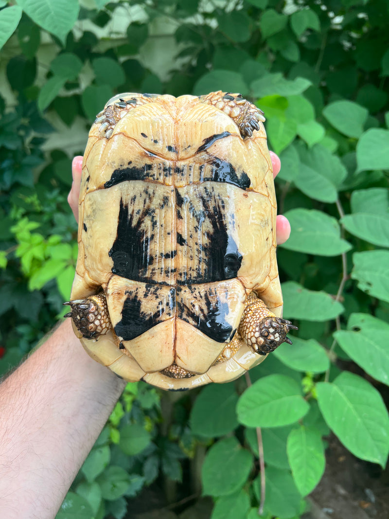 Libyan Greek Tortoise Adult Female