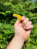 Albino Green Iguana (Iguana iguana)