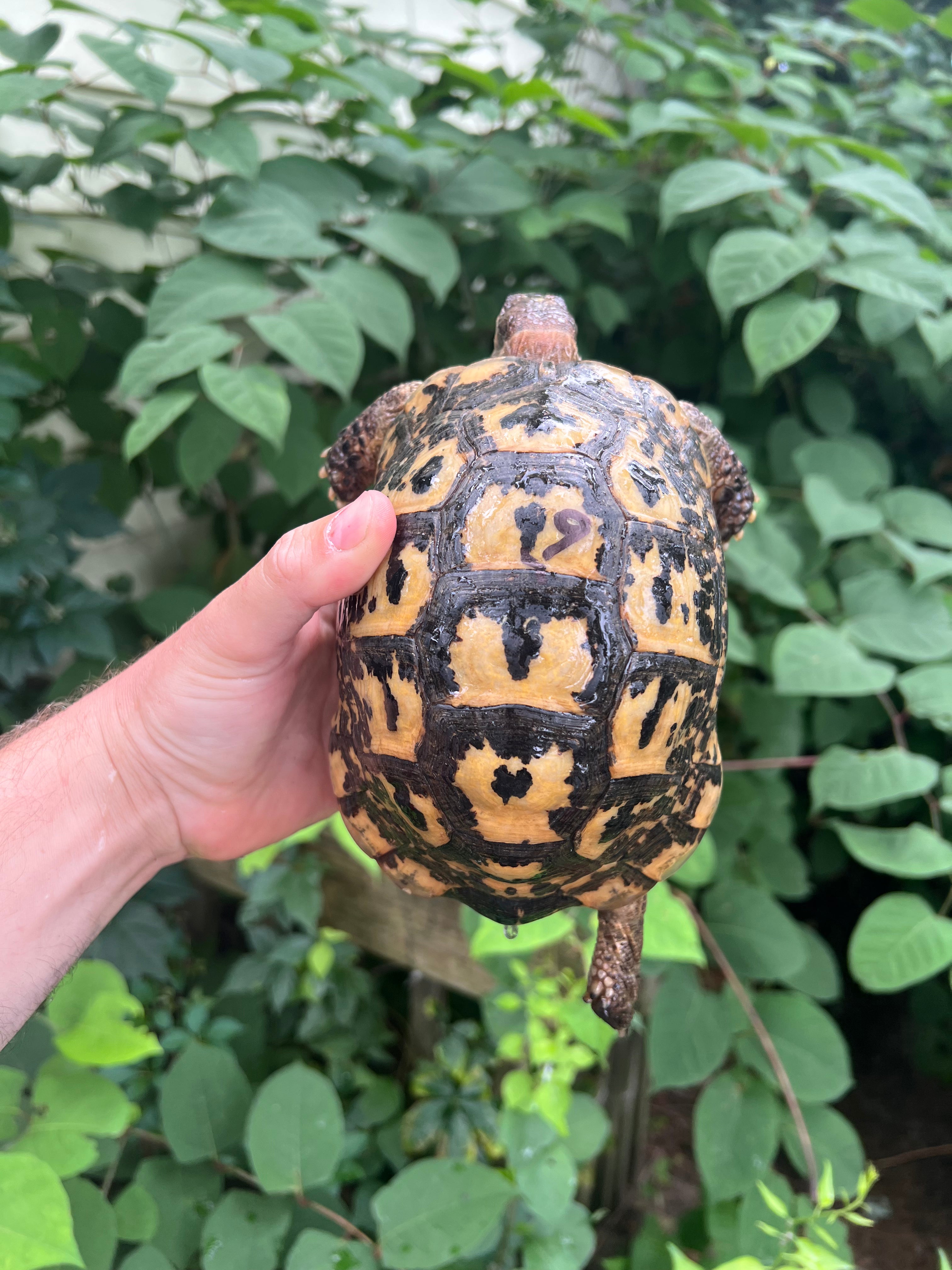 Libyan Greek Tortoise For Sale | American Reptile Distributors