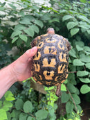 Libyan Greek Tortoise Adult Male