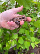 Smokey Mountain Jungle Frogs (Leptodactylus pentadactylus)