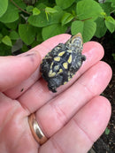 Vampire Musk Turtle (Claudius angustatus)