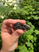 African Dwarf Mud Turtle Babies (Pelusios nanus)