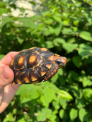 Brazilian Cherryhead Tortoise 2021