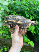 Homes Hinge-back Tortoise Adult Female
