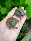 Barbour's  Map Turtle Baby (Graptemus barbouri)