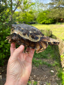 Homes Hinge-back Tortoise Adult Pair