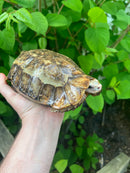 Homes Hinge-back Tortoise Adult Pair