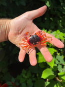 Barbados Red Devil Moon Land Crabs (Gecarcinus lateralis)