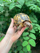 Libyan Greek Tortoise Adult Male