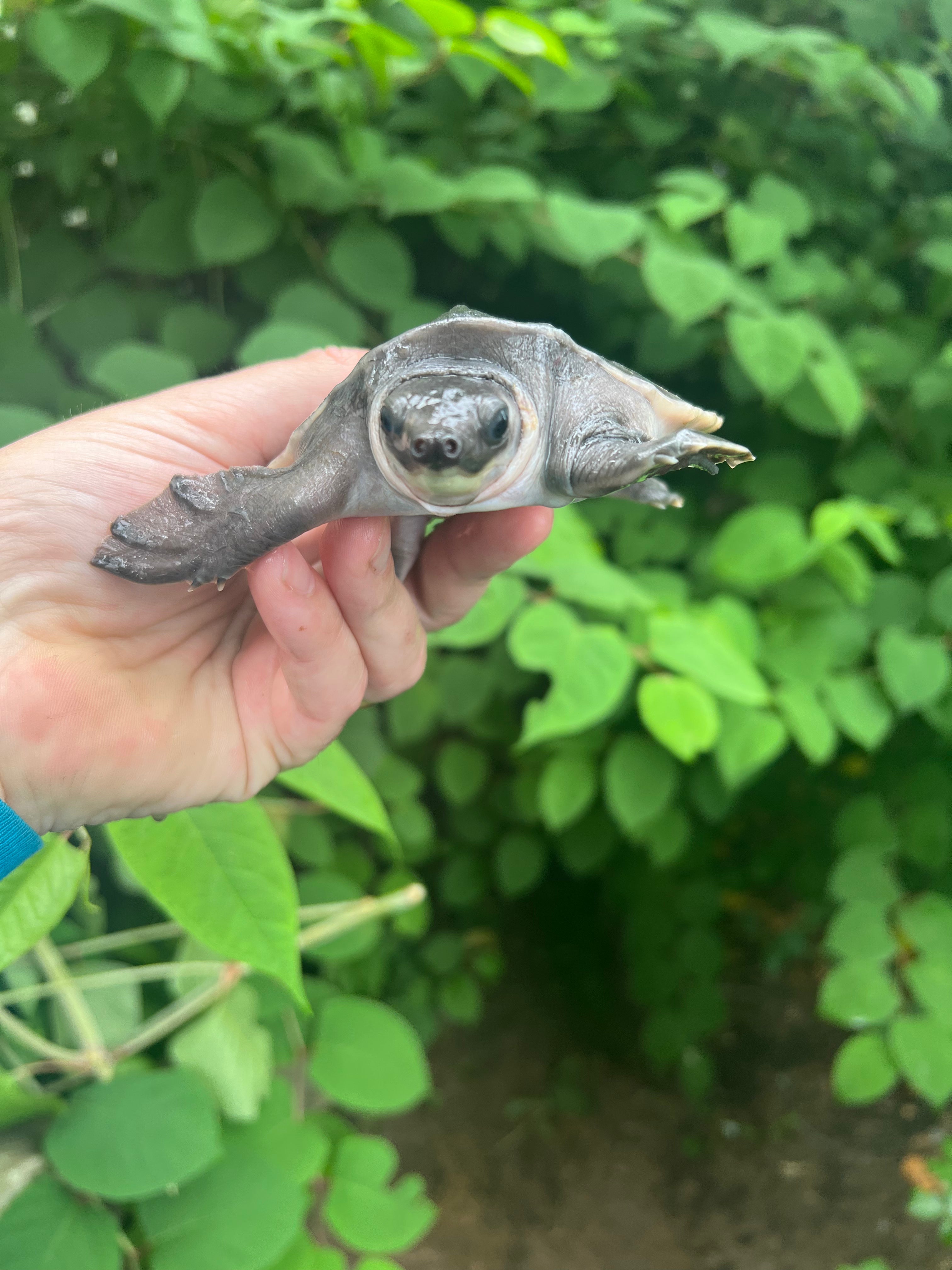 Fly River Turtles For Sale American Reptile Distributors