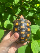 Brazilian Cherryhead Tortoise 2021