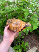 Homes Hinge-back Tortoise Adult Pair