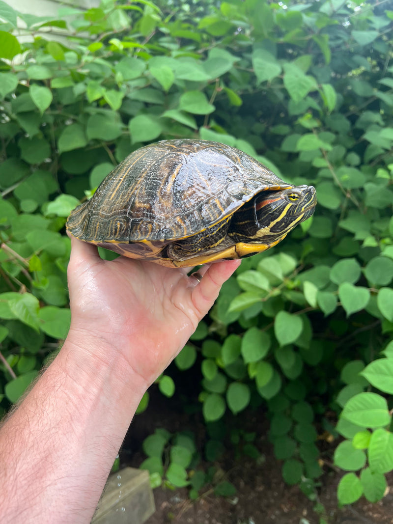 Red Eared Slider Turtles For Sale American Reptile Distributors