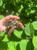 Brazilian Cherryhead Tortoise 2021