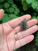 Pastel Common Musk Turtle Baby