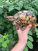Libyan Greek Tortoise Adult Male