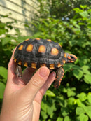 Brazilian Cherryhead Tortoise 2021