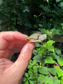 Pastel River Cooter Turtle Baby