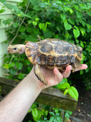 Homes Hinge-back Tortoise Adult Female