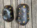Suriname Red Foot Tortoise Adult Pair 2 (Chelonoidis carbonaria)