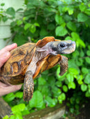 Homes Hinge-back Tortoise Adult Female