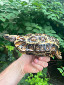 Homes Hinge-back Tortoise Adult Female