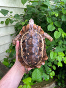 Homes Hinge-back Tortoise Adult Female