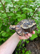 Homes Hinge-back Tortoise Adult Pair