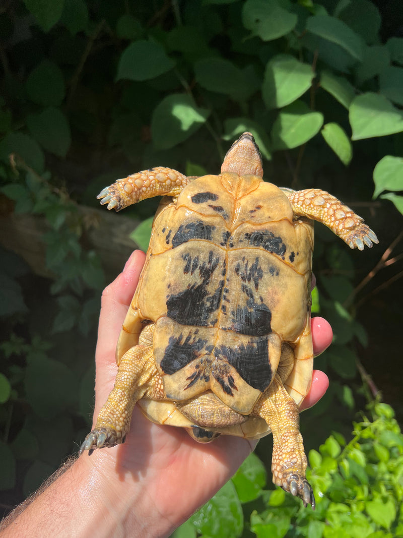 Libyan Greek Tortoise Adult Male