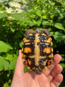 Brazilian Cherryhead Tortoise 2021