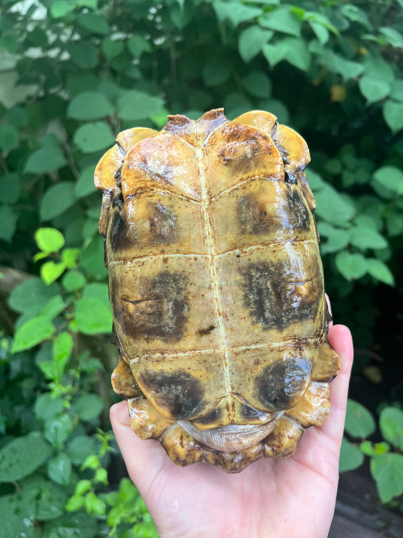 Homes Hinge-back Tortoise Adult Female