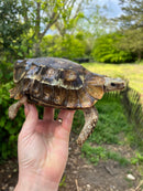 Homes Hinge-back Tortoise Adult Pair