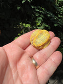 Paradox Albino Red Eared Slider Turtle