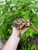 Homes Hinge-back Tortoise Adult Pair