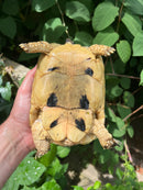 Libyan Greek Tortoise Adult Female