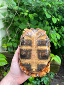 Homes Hinge-back Tortoise Adult Female