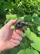 Aldabra Tortoise USA CB 2023