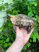 Homes Hinge-back Tortoise Adult Female
