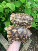 Homes Hinge-back Tortoise Adult Pair