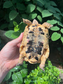 Libyan Greek Tortoise Adult Male