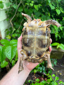 Homes Hinge-back Tortoise Adult Female