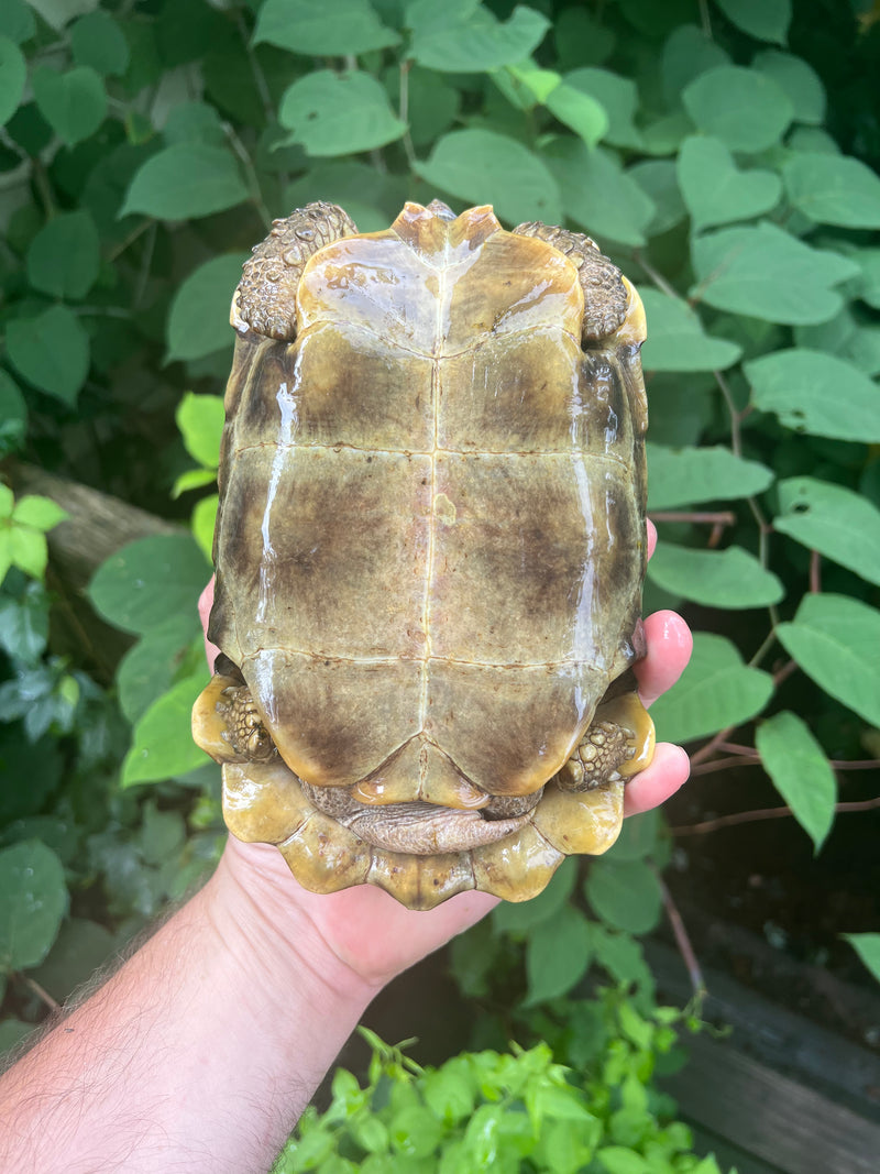 Homes Hinge-back Tortoise Adult Female