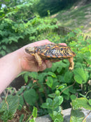 Pancake Tortoise Adult Female (Malacochersus tornieri)
