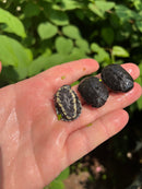 African Dwarf Mud Turtle Babies (Pelusios nanus)