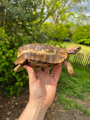 Homes Hinge-back Tortoise Adult Pair